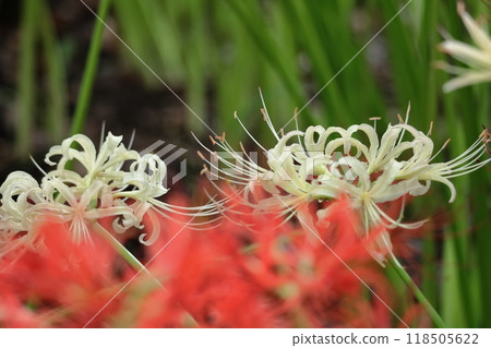 激情花 激情花 118505622
