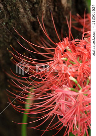 Passion flowers Passion flowers 118505624