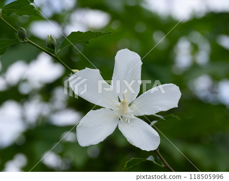 Rose of Sharon White Gion Amulet 118505996