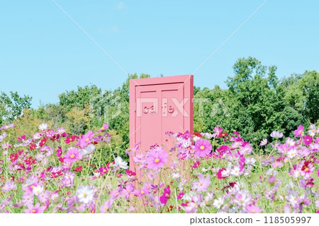 A cute door in a cosmos field 118505997