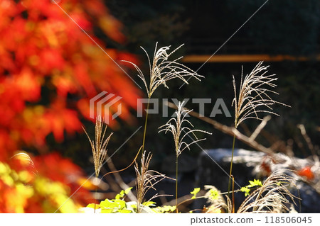 日本像徵秋天的花 118506045