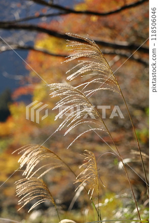 Flowers that symbolize autumn in Japan Flowers that symbolize autumn in Japan 118506046