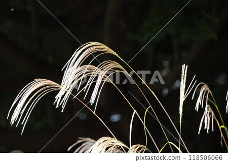 Flowers that symbolize autumn in Japan 118506066