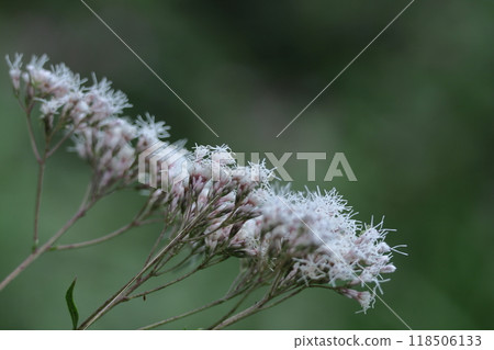 The petals resemble purple hakama. The petals resemble purple hakama. 118506133