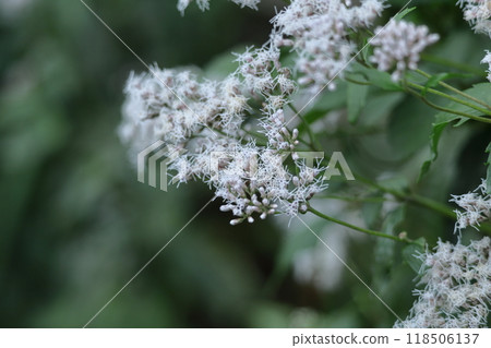 The petals resemble purple hakama. 118506137