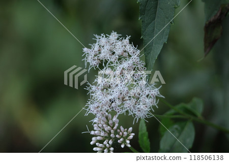 The petals resemble purple hakama. 118506138