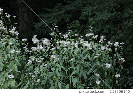 The petals resemble purple hakama. 118506140