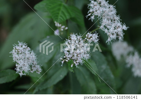 The petals resemble purple hakama. The petals resemble purple hakama. 118506141