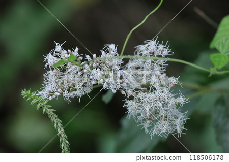 花瓣類似淡紫色袴。 118506178