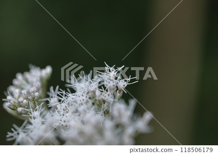 花瓣類似淡紫色袴。 花瓣類似淡紫色袴。 118506179