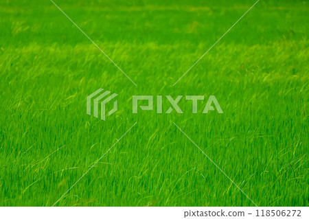 Baby Green rice field in countryside at thailand 118506272