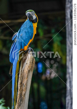 Close up head the Blue macaw parrot bird in garden 118506278