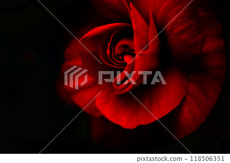 Bright red begonia flowers blending into the black background 118506351