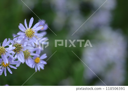 滿月時盛開的淡紫色花 滿月時盛開的淡紫色花 118506391