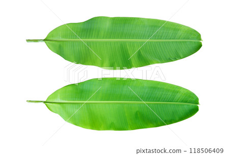 Young banana leaf on white background. 118506409
