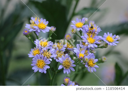 A pale purple flower that blooms during the full moon A pale purple flower that blooms during the full moon 118506414