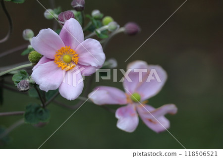 Blooming quietly in Noyama 118506521