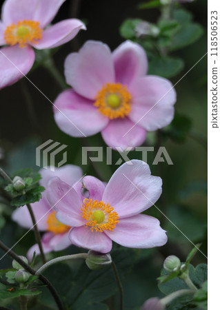 Blooming quietly in Noyama Blooming quietly in Noyama 118506523