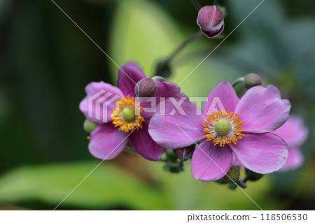 在Noyama靜靜地綻放 118506530