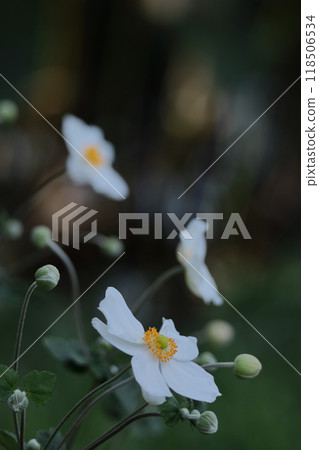 Blooming quietly in Noyama 118506534