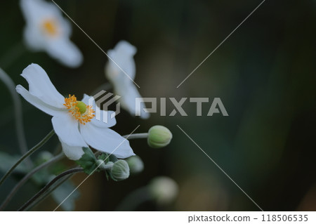 Blooming quietly in Noyama 118506535