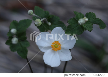 在Noyama靜靜地綻放 在Noyama靜靜地綻放 118506536