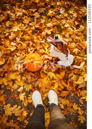 Autumn mood background, sunny and positive, concept of happy life, friendship, autumn time and vibe. Woman with dog in Autumn Park. Top shot 118506593