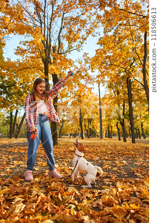 Happy joyful little girl playing with her funny Jack Russell Terrier in beautiful autumn forest, child playing and having fun with dog during walk in nature. Children and pets outdoors Happy joyful little girl playing with her funny Jack Russell Terrier in beautiful autumn forest, child playing and having fun with dog during walk in nature. Children and pets outdoors 118506613