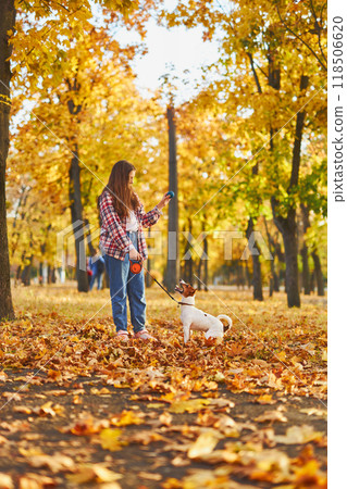 Happy joyful little girl playing with her funny Jack Russell Terrier in beautiful autumn forest, child playing and having fun with dog during walk in nature. Children and pets outdoors 118506620