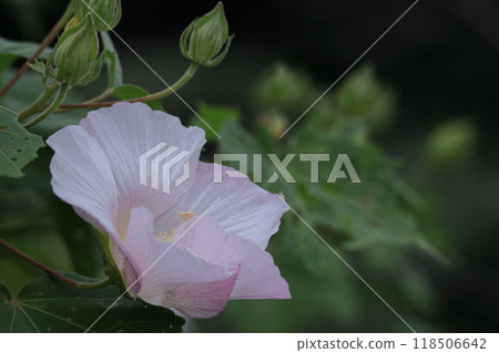Flowers that symbolize the beauty of Japan Flowers that symbolize the beauty of Japan 118506642