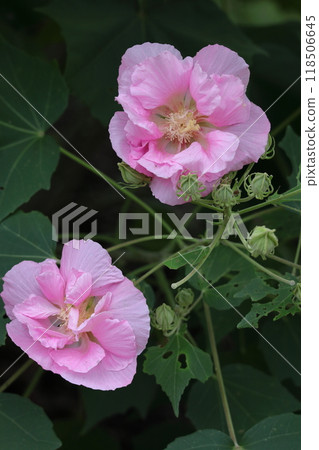 Flowers that symbolize the beauty of Japan 118506645