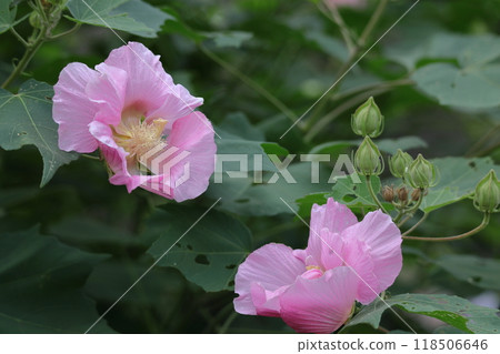 Flowers that symbolize the beauty of Japan 118506646