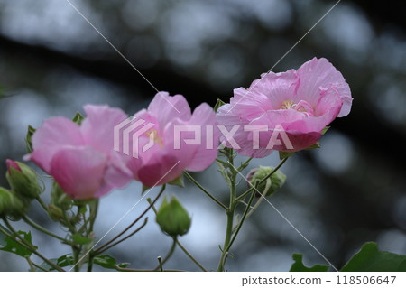 Flowers that symbolize the beauty of Japan Flowers that symbolize the beauty of Japan 118506647