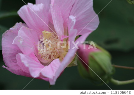 Flowers that symbolize the beauty of Japan 118506648