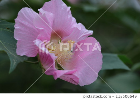 Flowers that symbolize the beauty of Japan 118506649