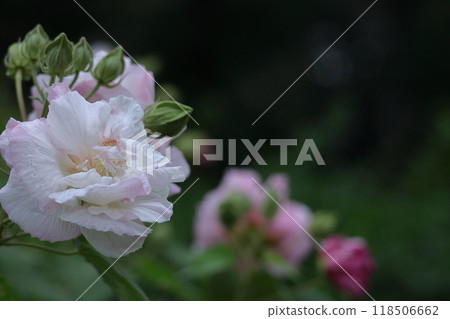 象徵日本之美的花 118506662