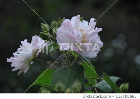 Flowers that symbolize the beauty of Japan 118506663