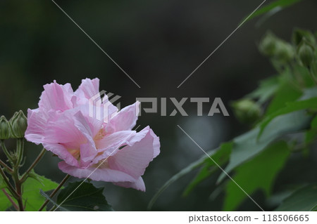 Flowers that symbolize the beauty of Japan 118506665