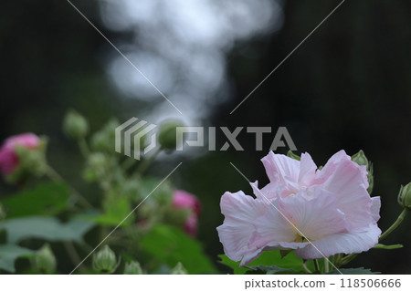 Flowers that symbolize the beauty of Japan Flowers that symbolize the beauty of Japan 118506666