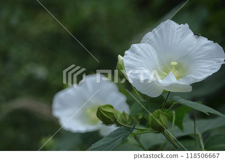 象徵日本之美的花 118506667