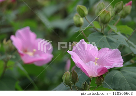 Flowers that symbolize the beauty of Japan 118506668