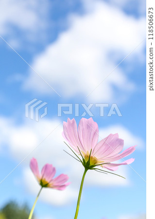 Cosmos blooming toward the blue sky 118506673