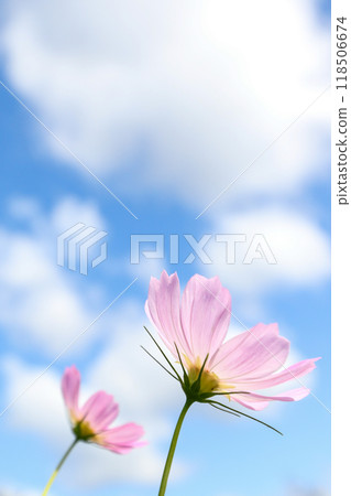 Cosmos shining in the blue sky 118506674