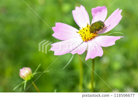 A scarab beetle sucking nectar from a cosmos flower A scarab beetle sucking nectar from a cosmos flower 118506677