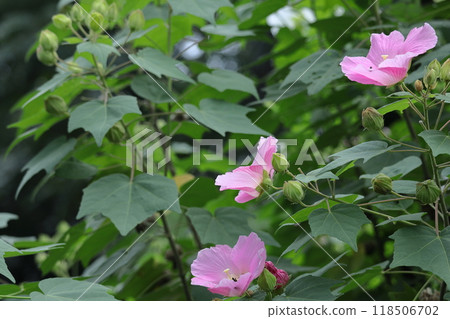 Flowers that symbolize the beauty of Japan 118506702