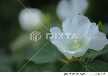 Flowers that symbolize the beauty of Japan Flowers that symbolize the beauty of Japan 118506704