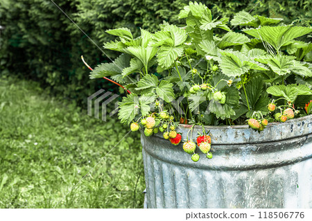 Strawberries growing in a rustic metal planter in a lush garden, cottage core aesthetic and leisure activity concept 118506776