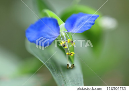 Cool blue flowers Cool blue flowers 118506783