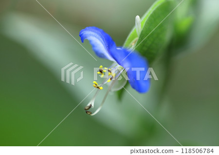 Cool blue flowers 118506784