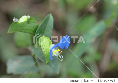 Cool blue flowers Cool blue flowers 118506791
